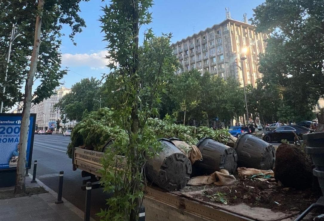 Бульвар Магеру озеленяют: в Бухаресте начали высаживать деревья